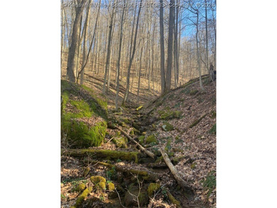 Build your cabin retreat or permanent home on this 115.3 Acres - photo 6