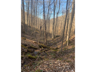 Build your cabin retreat or permanent home on this 115.3 Acres - photo 7
