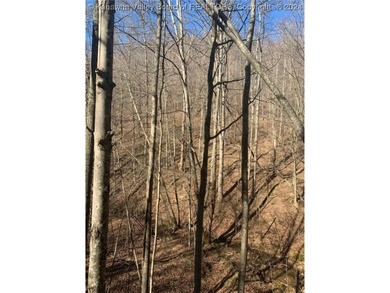 Build your cabin retreat or permanent home on this 115.3 Acres - photo 9
