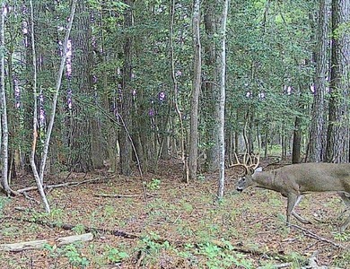 Surrounded by a border of tall standing timber, this - photo 5