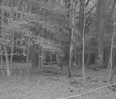 Surrounded by a border of tall standing timber, this - photo 7