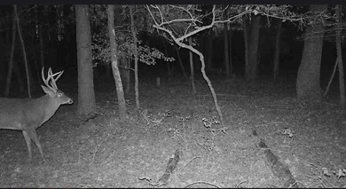 Surrounded by a border of tall standing timber, this - photo 9