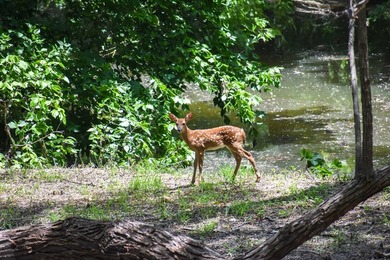 Hidden beneath a canopy of mature trees and tucked away close to - photo 5