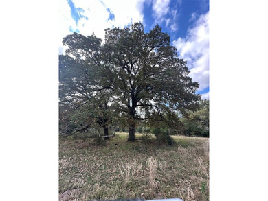 Gorgeous Large Oak Trees on this 90 Acre Ranch with Utilities - photo 17