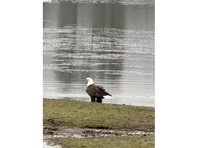 Price Impoved! Welcome Home to Phoenix Lake Park! This single - photo 43