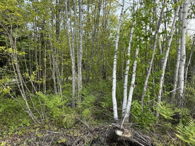 Prepared Building Lot in Hill Farm Estates! This 3.48 acre - photo 16