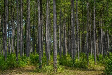 Property consists of: Over 8000' of Cahaba River Frontage - - photo 28