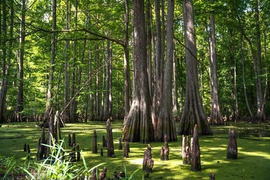 Property consists of: Over 8000' of Cahaba River Frontage - - photo 29