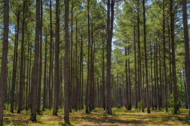 Property consists of: Over 8000' of Cahaba River Frontage - - photo 31
