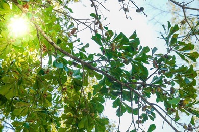 Property consists of: Over 8000' of Cahaba River Frontage - - photo 32
