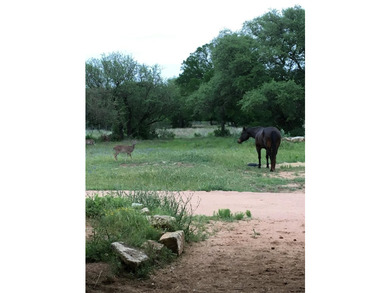 38 +/- acres in Sendero Ridge- horse ready, private & - photo 12