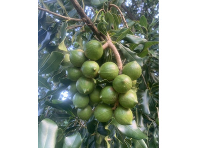 Ohana Mac Nut, LLC, income producing, eco-friendly Macadamia Nut - photo 17