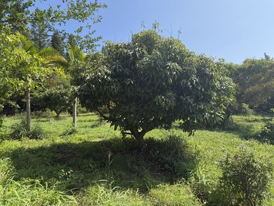 Ohana Mac Nut, LLC, income producing, eco-friendly Macadamia Nut - photo 19
