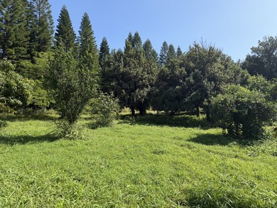 Ohana Mac Nut, LLC, income producing, eco-friendly Macadamia Nut - photo 20
