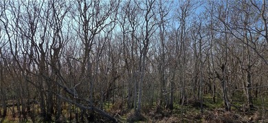 Escape to this stunning wooded 2.66 acre tract where country - photo 1