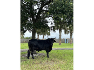 THIS IS HORSE COUNTRY! Large Beautiful Home sitting on 4.73 - photo 14