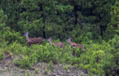 (private lake, pond, creek) Lot For Sale in Wister Oklahoma