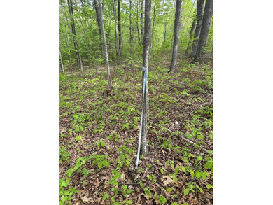 #73120-The Hideaway at Kerr Lake!! Over 1.6 acres of land tucked - photo 5