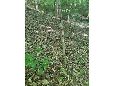 #73330-Senequa Surprise!! A charming set of three lots totaling - photo 9