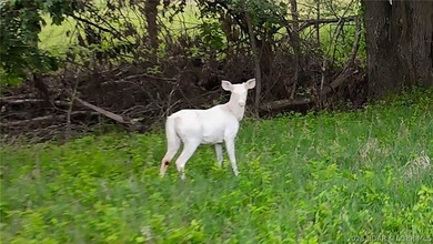 Peaceful Valley Ranch offers 48+/- acres in Morgan County near - photo 27