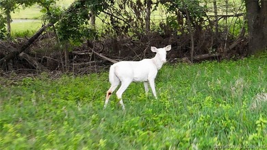 Peaceful Valley Ranch offers 48+/- acres in Morgan County near - photo 28
