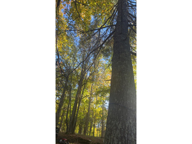 (265/DW) This is your chance to own a historic lake cabin in - photo 40