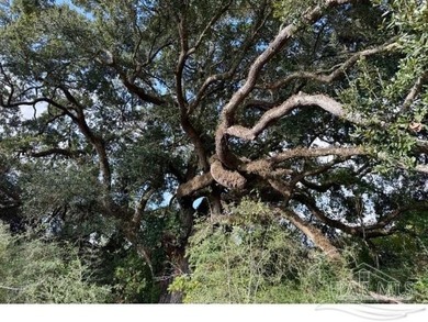 19.36 Acres in Milton. Zoned AG-RR. 0.5 miles from I-10 w/ 430ft - photo 3
