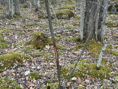 Discover a rare opportunity to own 173+/- acres of diverse - photo 12