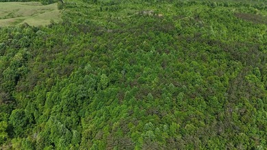 Located just north of Bruce, this 39 acre tract offers a strong - photo 11
