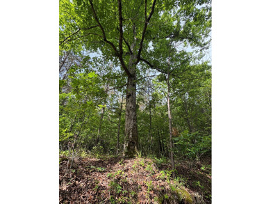 Located just north of Bruce, this 39 acre tract offers a strong - photo 12