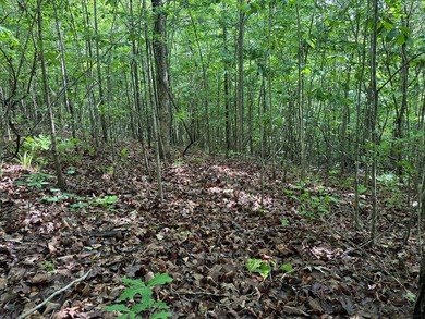Located just north of Bruce, this 39 acre tract offers a strong - photo 14