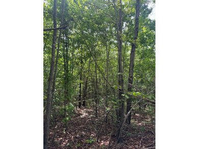 Located just north of Bruce, this 39 acre tract offers a strong - photo 21