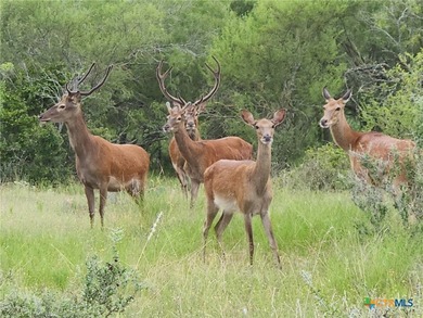 The Post Oak Ranch is a stunning 186.5 +/- acre property nestled - photo 13