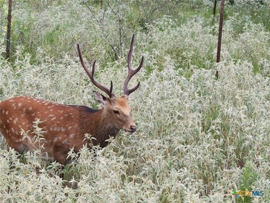 The Post Oak Ranch is a stunning 186.5 +/- acre property nestled - photo 14