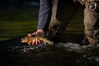The 270 Ranch at Skalkaho Creek represents a rare opportunity to - photo 5