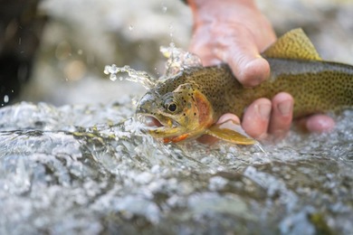 The 270 Ranch at Skalkaho Creek represents a rare opportunity to - photo 6
