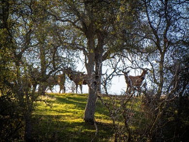 Located near Bear Valley Springs, the Black Oaks Ranch is a - photo 20