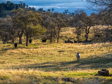 Located near Bear Valley Springs, the Black Oaks Ranch is a - photo 25