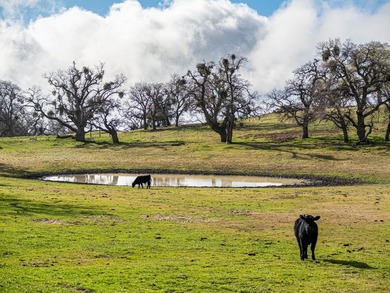 Located near Bear Valley Springs, the Black Oaks Ranch is a - photo 32