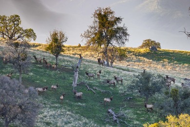 Located near Bear Valley Springs, the Black Oaks Ranch is a - photo 43