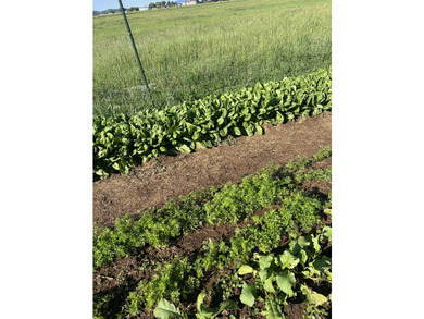Brazos View Farm encompasses +/-13.7 deeded acres of irrigated - photo 5
