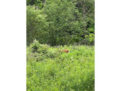 Don't miss this chance to own nearly 2.5 acres with over 210 - photo 17