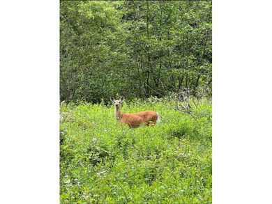 Don't miss this chance to own nearly 2.5 acres with over 210 - photo 20