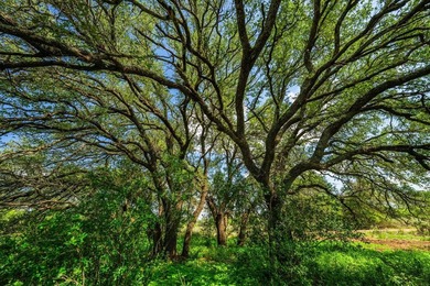 Just 13 miles southwest of Llano, this 840-acre Hill Country - photo 7