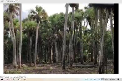Beautiful wooded 44.39 acres in Merritt Island along the snake - photo 1
