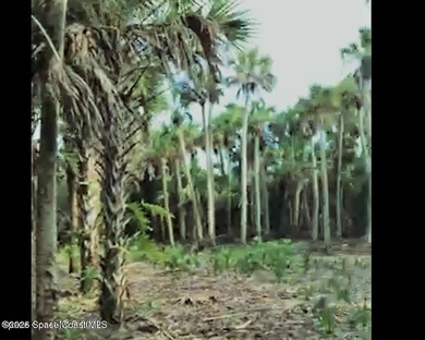 Beautiful wooded 44.39 acres in Merritt Island along the snake - photo 4