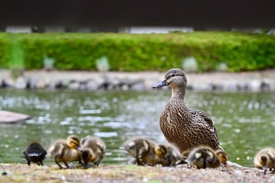 Ground-level condominium in the Shorebird community of Redwood - photo 39