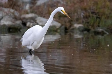 Ground-level condominium in the Shorebird community of Redwood - photo 40