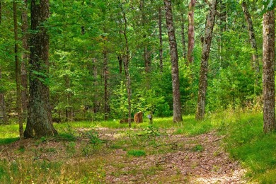 Rare opportunity to own two adjoining 1-acre lots in Kennedy - photo 14