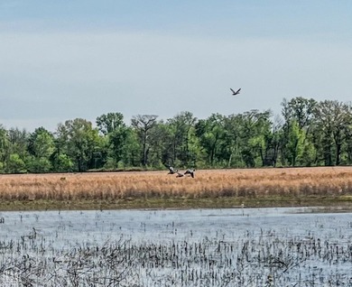 1,962 Acres on the Black River | A Once-in-a-Generation Arkansas - photo 11